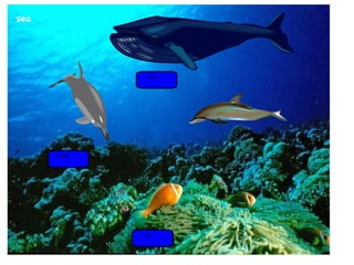 fish dolphin whale sea 