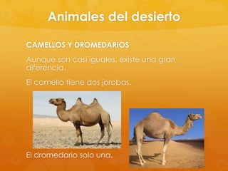 Animales del desierto
CAMELLOS Y DROMEDARIOS
Aunque son casi iguales, existe una gran
diferencia.
El camello tiene dos jorobas.

El dromedario solo una.

 