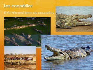 Los cocodrilos
El río Nilo está lleno de cocodrilos.

 