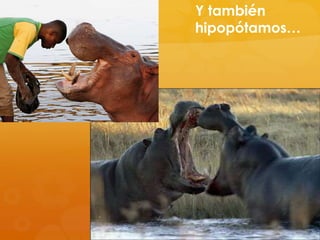 Y también
hipopótamos…

 