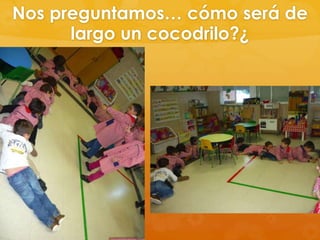 Nos preguntamos… cómo será de
largo un cocodrilo?¿

 