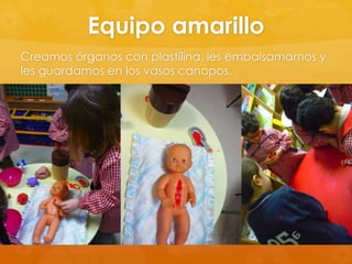 Equipo amarillo
Creamos órganos con plastilina, les embalsamamos y
les guardamos en los vasos canopos.

 