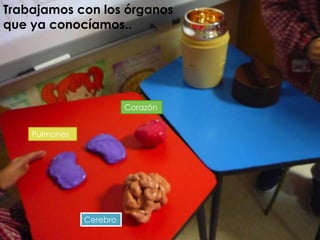 Trabajamos con los órganos
que ya conocíamos..

Corazón
Pulmones

Cerebro

 