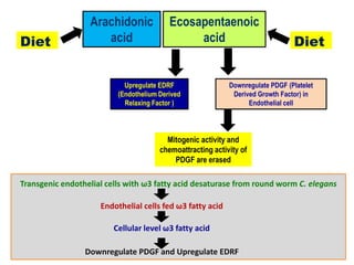 Arachidonic 
acid 
Ecosapentaenoic 
acid 
Diet Diet 
Upregulate EDRF 
(Endothelium Derived 
Relaxing Factor ) 
Downregulate PDGF (Platelet 
Derived Growth Factor) in 
Endothelial cell 
Mitogenic activity and 
chemoattracting activity of 
PDGF are erased 
Transgenic endothelial cells with ω3 fatty acid desaturase from round worm C. elegans 
Endothelial cells fed ω3 fatty acid 
Cellular level ω3 fatty acid 
Downregulate PDGF and Upregulate EDRF 
 