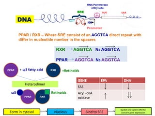 RNA Polymerase 
entry side 
SRE AUG UAA 
NH 
PPAR / RXR – Where SRE consist of an AGGTCA direct repeat with 
differ in nucleotide number in the spacers 
RXR AGGTCA N2 AGGTCA 
PPAR AGGTCA N5 AGGTCA 
DNA 
{ 
Promoter 
PPAR + ω3 fatty acid RXR +Retinoids 
Heterodimer 
ω3 Retinoids 
PPAR RXR 
GENE EPA DHA 
FAS 
Acyl -coA 
oxidase 
Switch on/ Switch off/ the 
Form in cytosol Nucleus Bind to SRE concern gene expression 
 