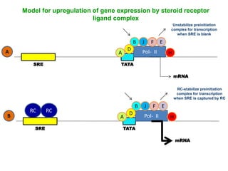Model for upregulation of gene expression by steroid receptor 
ligand complex 
D Pol- II 
A 
B J F E 
Unstabilize preinitiation 
complex for transcription 
H 
SRE TATA 
when SRE is blank 
mRNA 
A 
B 
RC 
D Pol- II 
A 
B J F E 
H 
SRE TATA 
mRNA 
RC 
RC-stabilize preinitiation 
complex for transcription 
when SRE is captured by RC 
 