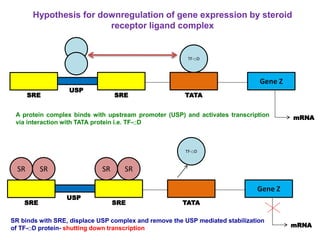 Hypothesis for downregulation of gene expression by steroid 
receptor ligand complex 
mRNA 
Gene Z 
USP 
SRE SRE 
TF-□D 
TATA 
A protein complex binds with upstream promoter (USP) and activates transcription 
via interaction with TATA protein i.e. TF-□D 
SR SR 
mRNA 
Gene Z 
USP 
SRE SRE 
TF-□D 
TATA 
SR SR 
SR binds with SRE, displace USP complex and remove the USP mediated stabilization 
of TF-□D protein- shutting down transcription 
 