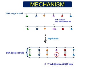 MECHANISM 
A G T C G A 
OH radical/ 
Low antioxidative diet 
A G T Hc G A 
DNA single strand 
Replication 
DNA double strand 
{ 
T C A A C T 
A G T T G A C T substitution at USP gene 
 