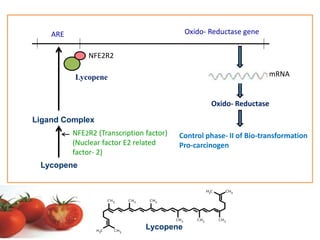 ARE Oxido- Reductase gene 
Oxido- Reductase 
NFE2R2 
Lycopene 
Ligand Complex 
NFE2R2 (Transcription factor) 
(Nuclear factor E2 related 
factor- 2) 
Control phase- II of Bio-transformation 
Pro-carcinogen 
Lycopene 
mRNA 
Lycopene 
 