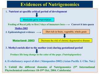Evidences of Nutrigenomics 
1. Nutrient at specific critical period of development 
Modulate gene imprintation 
Feeding of Royal jelly to first 3 days of immature bees Convert it into queen 
Muller-2003 
2. Epidemiological evidence 
Diet rich in fruits, vegetable, whole grain 
Decrease the risk of chronic degenerative disease 
Waterland- 2003 
3. Methyl enrich diet to the mother (rat) during gestational period 
Produce life long change in the color of the pups. (Nutriepigenetics) 
4. Evolutionary aspect of diet ( Simopoulos-2002) (Asian Pacific J. Clin. Nut.) 
5. Unfold the different domains of Nutrigenomics (5th International 
Phytochemical conference 18-19th Oct, 2004. Calofornia) 
 