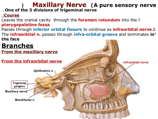 Infraorbital Nerve Distribution Infraorbital Nerve Transpositioning