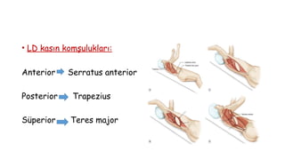 • LD kasın komşulukları:
Anterior Serratus anterior
Posterior Trapezius
Süperior Teres major
 