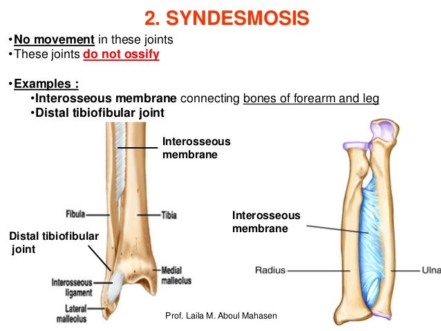 Prof.laila kau articular system 2018