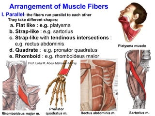 Prof. laila muscular system 2018 | PDF