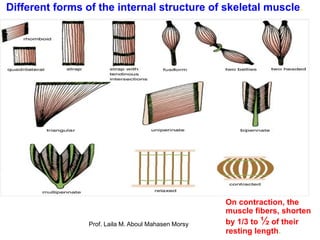 Lithe Muscular Form Prof. laila muscular system 2018 | PDF