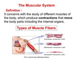 Define Muscle Prof. laila muscular system 2018 | PDF