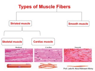 Prof. laila muscular system 2018 | PDF