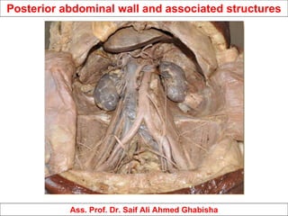 Posterior abdominal wall and associated structures
Ass. Prof. Dr. Saif Ali Ahmed Ghabisha
 