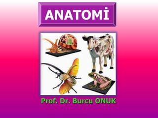 Prof. Dr. Burcu ONUK
 