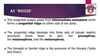 PROF-ANTHONY-OBIOMA-NWAOPARA---FORMS-OF-EMBRYONIC-PRIMORDIA.pdf