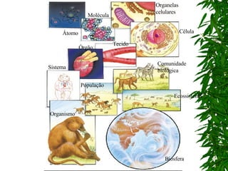 Átomo Molécula Célula Tecido Órgão Sistema Organismo População Comunidade biológica Ecossistema Biosfera Organelas celulares 