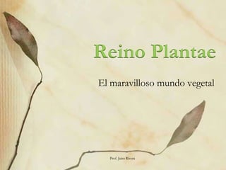 Reino Plantae
El maravilloso mundo vegetal
Prof. Jairo Rivera
 