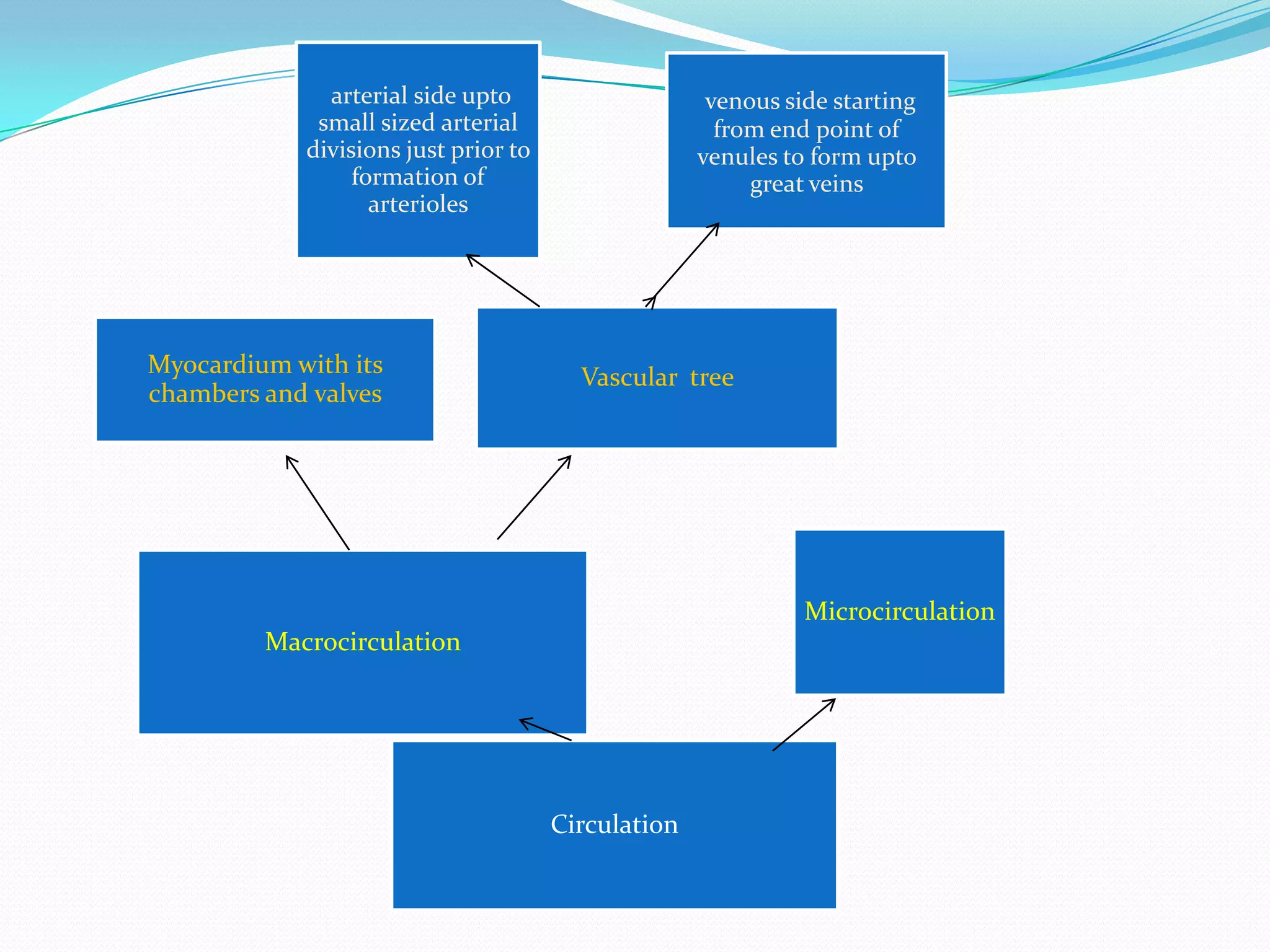arterial side upto                     venous side starting
             small sized arterial                     from end point of
            divisions just prior to                 venules to form upto
                 formation of                            great veins
                   arterioles




Myocardium with its                     Vascular tree
chambers and valves




                                                              Microcirculation
         Macrocirculation




                                      Circulation
 