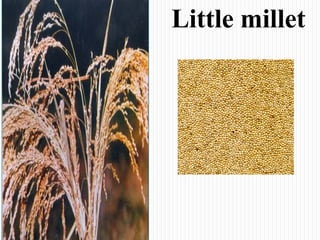 Little millet
 