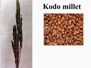 Kodo millet
 