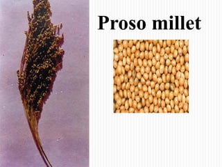 Proso millet
 