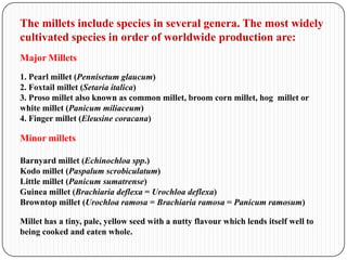 The millets include species in several genera. The most widely
cultivated species in order of worldwide production are:
Major Millets
1. Pearl millet (Pennisetum glaucum)
2. Foxtail millet (Setaria italica)
3. Proso millet also known as common millet, broom corn millet, hog millet or
white millet (Panicum miliaceum)
4. Finger millet (Eleusine coracana)
Minor millets
Barnyard millet (Echinochloa spp.)
Kodo millet (Paspalum scrobiculatum)
Little millet (Panicum sumatrense)
Guinea millet (Brachiaria deflexa = Urochloa deflexa)
Browntop millet (Urochloa ramosa = Brachiaria ramosa = Panicum ramosum)
Millet has a tiny, pale, yellow seed with a nutty flavour which lends itself well to
being cooked and eaten whole.
 