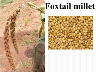 Foxtail millet
 