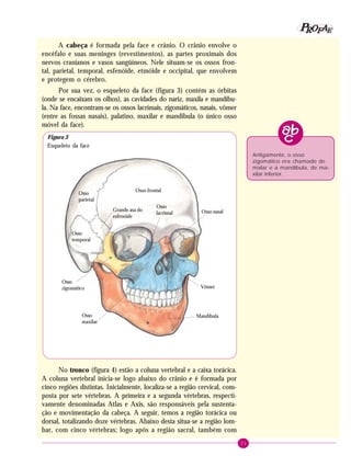 21
PPPPP EEEEEAAAAARRRRROOOOOFFFFF
A cabeça é formada pela face e crânio. O crânio envolve o
encéfalo e suas meninges (revestimentos), as partes proximais dos
nervos cranianos e vasos sangüíneos. Nele situam-se os ossos fron-
tal, parietal, temporal, esfenóide, etmóide e occipital, que envolvem
e protegem o cérebro.
Por sua vez, o esqueleto da face (figura 3) contém as órbitas
(onde se encaixam os olhos), as cavidades do nariz, maxila e mandíbu-
la. Na face, encontram-se os ossos lacrimais, zigomáticos, nasais, vômer
(entre as fossas nasais), palatino, maxilar e mandíbula (o único osso
móvel da face).
Antigamente, o osso
zigomático era chamado de
malar e a mandíbula, de ma-
xilar inferior.
Osso
parietal
Osso frontal
Osso
temporal
Grande asa do
esfenóide
Osso
lacrimal Osso nasal
Osso
zigomático Vômer
Osso
maxilar
Mandíbula
No tronco (figura 4) estão a coluna vertebral e a caixa torácica.
A coluna vertebral inicia-se logo abaixo do crânio e é formada por
cinco regiões distintas. Inicialmente, localiza-se a região cervical, com-
posta por sete vértebras. A primeira e a segunda vértebras, respecti-
vamente denominadas Atlas e Axis, são responsáveis pela sustenta-
ção e movimentação da cabeça. A seguir, temos a região torácica ou
dorsal, totalizando doze vértebras. Abaixo desta situa-se a região lom-
bar, com cinco vértebras; logo após a região sacral, também com
Figura 3
Esqueleto da face
 
