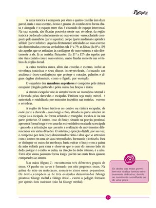 23
PPPPP EEEEEAAAAARRRRROOOOOFFFFF
A caixa torácica é composta por vinte e quatro costelas (em doze
pares), mais o osso esterno, denso e grosso. As costelas têm forma cha-
ta e alongada e o espaço entre elas é chamado de espaço intercostal.
Na sua maioria, são fixadas posteriormente nas vértebras da região
torácica ou dorsal e anteriormente no osso esterno - osso achatado com-
posto pelo manúbrio (parte superior), corpo (parte mediana) e apêndice
xifóide (parte inferior). Aquelas diretamente articuladas ao osso esterno
são denominadas costelas verdadeiras (da 1ª a 7ª); as falsas (da 8ª a 10ª)
são aquelas que se articulam às cartilagens do osso esterno, e não dire-
tamente a ele. Já as costelas flutuantes (da 11ª a 12ª) são aquelas que
não têm contato com o osso esterno, sendo fixadas somente nas vérte-
bras da região dorsal.
A caixa torácica óssea, além das costelas e esterno, inclui as
vértebras torácicas e seus discos intervertebrais, formando um
arcabouço ósteo-cartilaginoso que protege o coração, pulmões e al-
guns órgãos abdominais, como o fígado, por exemplo.
O esqueleto dos membros superiores é composto pela cintura
escapular (cíngulo peitoral) e pelos ossos dos braços e mãos.
A cintura escapular une-se anteriormente ao manúbrio esternal e
é formada pelas clavículas e escápulas. Embora seja muito móvel, é
sustentada e estabilizada por músculos inseridos nas costelas, esterno
e vértebras.
A região do braço inicia-se no ombro ou cintura escapular, de
onde parte a clavícula - osso longo e fino, situado na parte anterior do
corpo. Já a escápula, de forma achatada e triangular, localiza-se na sua
parte posterior. O úmero, osso do braço situado na porção proximal,
apresenta forma longa e tem uma das extremidades encaixada na escápula
- gerando a articulação que permite a realização de movimentos dife-
renciados em várias direções. O antebraço (porção distal), por sua vez,
é composto por dois ossos denominados rádio e ulna, que se articulam
com o úmero em uma de suas extremidades, formando o cotovelo. Para
se distinguir os ossos do antebraço, basta esticar o braço com a palma
da mão voltada para cima e observar que o osso do mesmo lado do
dedo polegar é o rádio; o outro, na direção do dedo mínimo, é a ulna.
Estes dois ossos possuem forma longa, porém são mais finos quando
comparados ao úmero.
Nas mãos (figura 7), encontramos três diferentes grupos de
ossos. O punho ou carpo é formado por oito pequenos ossos. Na
palma da mão ou metacarpo, somam-se cinco ossos pequeninos.
Os dedos compõem-se de três ossículos denominados falange
proximal, falange medial e falange distal – exceto o polegar, formado
por apenas dois ossículos (não há falange medial).
Os dedos das mãos permi-
tem-nos realizar tarefas extre-
mamente delicadas, devido
ao movimento semelhante ao
de uma pinça.
 