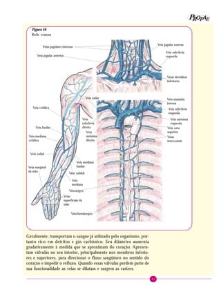 41
PPPPP EEEEEAAAAARRRRROOOOOFFFFF
Geralmente, transportam o sangue já utilizado pelo organismo, por-
tanto rico em detritos e gás carbônico. Seu diâmetro aumenta
gradativamente à medida que se aproximam do coração. Apresen-
tam válvulas no seu interior, principalmente nos membros inferio-
res e superiores, para direcionar o fluxo sangüíneo no sentido do
coração e impedir o refluxo. Quando essas válvulas perdem parte de
sua funcionalidade as veias se dilatam e surgem as varizes.
Veias jugulares internas
Veia jugular anterior
Veia cefálica
Veia axilar
Veia
subclávia
direita
Veia
anônima
direita
Veia basilar
Veia mediana
basilar
Veia mediana
cefálica
Veia radial
Veia cubital
Veia
mediana
Veia marginal
da mão
Veias
superficiais da
mão
Veia jugular externa
Veia subclávia
esquerda
Veias tireóideas
inferiores
Veia mamária
interna
Veia subclávia
esquerda
Veias
intercostais
Veia anônima
esquerda
Veia cava
superior
Veia hemiázegos
Veia ázigos
Figura 16
Rede venosa
 