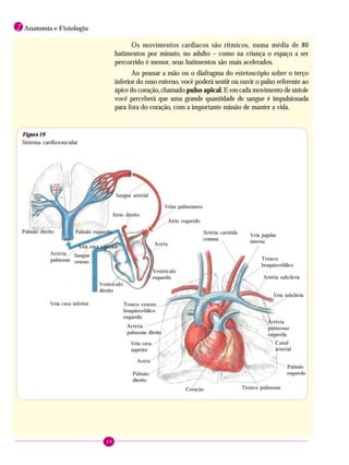 44
1 Anatomia e Fisiologia
Os movimentos cardíacos são rítmicos, numa média de 80
batimentos por minuto, no adulto – como na criança o espaço a ser
percorrido é menor, seus batimentos são mais acelerados.
Ao pousar a mão ou o diafragma do estetoscópio sobre o terço
inferior do osso esterno, você poderá sentir ou ouvir o pulso referente ao
ápice do coração, chamado pulso apical. E em cada movimento de sístole
você perceberá que uma grande quantidade de sangue é impulsionada
para fora do coração, com a importante missão de manter a vida.
Artéria carótida
comum
Tronco venoso
braquiocefálico
esquerdo
Veia jugular
interna
Tronco
braquiocefálico
Artéria subclávia
Artéria
pulmonar direita
Veia subclávia
Veia cava
superior
Aorta
Artéria
pulmonar
esquerda
Pulmão
direito
Coração
Pulmão
esquerdo
Tronco pulmonar
Canal
arterial
Aorta
Ventrículo
esquerdo
Ventrículo
direito
Sangue arterial
Pulmão direito Pulmão esquerdo
Artéria
pulmonar
Átrio direito
Sangue
venoso
Veia cava superior
Veias pulmonares
Átrio esquerdo
Figura 19
Sistema cardiovascular
Veia cava inferior
 
