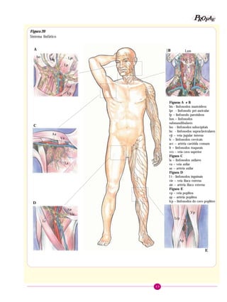 49
PPPPP EEEEEAAAAARRRRROOOOOFFFFF
Figuras A e B
lm - linfonodos mastoideos
lpr - linfonodo pré-auricular
lp – linfonodo parotídeos
lsm – linfonodos
submandibulares
lso - linfonodos subocipitais
lsc - linfonodos supraclaviculares
vji – veia jugular interna
lc – linfonodos cervicais
acc – artéria carótida comum
lt – linfonodos traqueais
vcs – veia cava superior
Figura C
la – linfonodos axilares
va – veia axilar
aa – artéria axilar
Figura D
l i - linfonodos inguinais
vie – veia ilíaca externa
aie – artéria ilíaca externa
Figura E
vp – veia poplítea
ap – artéria poplítea
lcp – linfonodos do cavo poplíteo
A
C
D
|B
E
Iso LprLm
Lp
Lc
Acc
Vji
Aa
Va
La
Li
Aie
Vie
Vp
Lcp
Ap
Lsm
Vji
Lc Lt
Vcs Lsc
Figura 20
Sistema linfático
 