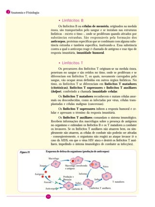 50
1 Anatomia e Fisiologia
• Linfócitos B
Os linfócitos B ou células de memória, originados na medula
óssea, são transportados pelo sangue e se instalam nas estruturas
linfáticas - exceto o timo -, onde se proliferam quando ativados por
substâncias estranhas. São responsáveis pela formação dos
anticorpos, proteínas específicas que se combinam com alguma subs-
tância estranha e também específica, inativando-a. Essa substância
contra a qual o anticorpo reage é chamada de antígeno e esse tipo de
resposta imunitária, imunidade humoral.
• Linfócitos T
Os precursores dos linfócitos T originam-se na medula óssea,
penetram no sangue e são retidos no timo, onde se proliferam e se
diferenciam em linfócitos T, os quais, novamente carregados pelo
sangue, vão ocupar áreas definidas em outros órgãos linfáticos. No
timo, os linfócitos T se diferenciam em linfócitos T matadores
(citotóxicas), linfócitos T supressores e linfócitos T auxiliares
(helper), conferindo a chamada imunidade celular.
Os linfócitos T matadores reconhecem e matam células anor-
mais ou desconhecidas, como as infectadas por vírus, células trans-
plantadas e células malignas (cancerosas).
Os linfócitos T supressores inibem a resposta humoral e ce-
lular e apressam o término da resposta imunitária.
Os linfócitos T auxiliares comandam o sistema imunológico.
Recebem informações dos macrófagos sobre a presença de antígenos
no organismo e estimulam os linfócitos B e os T matadores a combater
os invasores. Se os linfócitos T auxiliares não atuarem bem, ou sim-
plesmente não atuarem, as células de combate não poderão ser ativadas
- conseqüentemente, o organismo não reagirá ao ataque invasor (é o
caso da AIDS, em que o vírus HIV ataca e destrói os linfócitos T auxi-
liares, impedindo o sistema imunológico de combater as infecções).
Linfócitos T matadores
Antígeno
Ataque
Macrófago
Atacam
Macrófago envolvendo
o antígeno
Anticorpos
Produção e
liberação
Induz
Linfócito B Linfócitos T auxiliares
Informa
Induz
Ataca
Esquema de defesa do organismo (produção de anticorpos)Figura 21
 