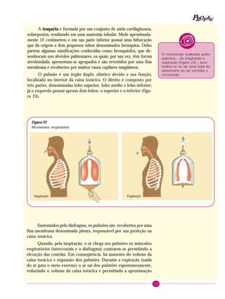 53
PPPPP EEEEEAAAAARRRRROOOOOFFFFF
A traquéia é formada por um conjunto de anéis cartilaginosos,
sobrepostos, resultando em uma anatomia tubular. Mede aproximada-
mente 12 centímetros e em sua parte inferior possui uma bifurcação
que dá origem a dois pequenos tubos denominados brônquios. Deles
partem algumas ramificações conhecidas como bronquíolos, que de-
sembocam nos alvéolos pulmonares, os quais, por sua vez, têm forma
arredondada, apresentam-se agrupados e são revestidos por uma fina
membrana e recobertos por muitos vasos capilares sangüíneos.
O pulmão é um órgão duplo, elástico devido a sua função,
localizado no interior da caixa torácica. O direito é composto por
três partes, denominadas lobo superior, lobo médio e lobo inferior;
já o esquerdo possui apenas dois lobos: o superior e o inferior (figu-
ra 24).
ExpiraçãoInspiração
O movimento realizado pelos
pulmões – de inspiração e
expiração (Figura 23) - asse-
melha-se ao de uma bola de
aniversário ao ser enchida e
esvaziada.
Figura 23
Movimento respiratório
Sustentados pelo diafragma, os pulmões são recobertos por uma
fina membrana denominada pleura, responsável por sua proteção na
caixa torácica.
Quando, pela inspiração, o ar chega aos pulmões os músculos
respiratórios (intercostais e o diafragma) contraem-se permitindo a
elevação das costelas. Em conseqüência, há aumento do volume da
caixa torácica e expansão dos pulmões. Durante a expiração (saída
do ar para o meio externo) o ar sai dos pulmões espontaneamente,
reduzindo o volume da caixa torácica e permitindo a aproximação
 