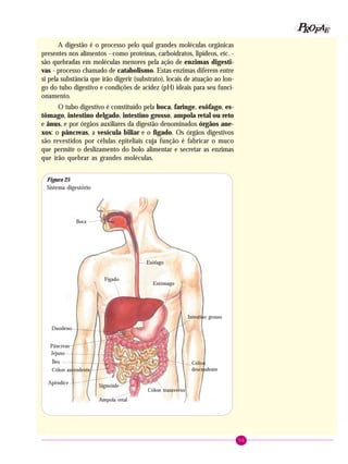 55
PPPPP EEEEEAAAAARRRRROOOOOFFFFF
A digestão é o processo pelo qual grandes moléculas orgânicas
presentes nos alimentos - como proteínas, carboidratos, lipídeos, etc. -
são quebradas em moléculas menores pela ação de enzimas digesti-
vas - processo chamado de catabolismo. Estas enzimas diferem entre
si pela substância que irão digerir (substrato), locais de atuação ao lon-
go do tubo digestivo e condições de acidez (pH) ideais para seu funci-
onamento.
O tubo digestivo é constituído pela boca, faringe, esôfago, es-
tômago, intestino delgado, intestino grosso, ampola retal ou reto
e ânus, e por órgãos auxiliares da digestão denominados órgãos ane-
xos: o pâncreas, a vesícula biliar e o fígado. Os órgãos digestivos
são revestidos por células epiteliais cuja função é fabricar o muco
que permite o deslizamento do bolo alimentar e secretar as enzimas
que irão quebrar as grandes moléculas.
Ampola retal
Boca
Esôfago
Fígado
Estômago
Duodeno
Pâncreas
Jejuno
Íleo
Intestino grosso
Cólon ascendente
Cólon transverso
Cólon
descendente
Sigmóide
Figura 25
Sistema digestório
Apêndice
 