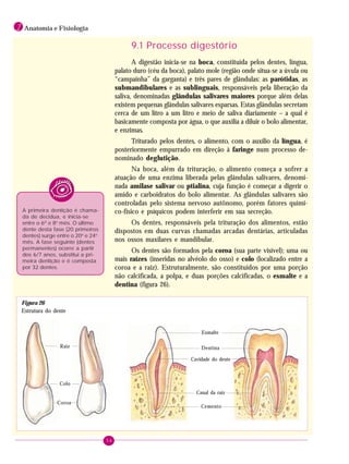 56
1 Anatomia e Fisiologia
9.1 Processo digestório
A digestão inicia-se na boca, constituída pelos dentes, língua,
palato duro (céu da boca), palato mole (região onde situa-se a úvula ou
“campainha” da garganta) e três pares de glândulas: as parótidas, as
submandibulares e as sublinguais, responsáveis pela liberação da
saliva, denominadas glândulas salivares maiores porque além delas
existem pequenas glândulas salivares esparsas. Estas glândulas secretam
cerca de um litro a um litro e meio de saliva diariamente – a qual é
basicamente composta por água, o que auxilia a diluir o bolo alimentar,
e enzimas.
Triturado pelos dentes, o alimento, com o auxílio da língua, é
posteriormente empurrado em direção à faringe num processo de-
nominado deglutição.
Na boca, além da trituração, o alimento começa a sofrer a
atuação de uma enzima liberada pelas glândulas salivares, denomi-
nada amilase salivar ou ptialina, cuja função é começar a digerir o
amido e carboidratos do bolo alimentar. As glândulas salivares são
controladas pelo sistema nervoso autônomo, porém fatores quími-
co-físico e psíquicos podem interferir em sua secreção.
Os dentes, responsáveis pela trituração dos alimentos, estão
dispostos em duas curvas chamadas arcadas dentárias, articuladas
nos ossos maxilares e mandibular.
Os dentes são formados pela coroa (sua parte visível); uma ou
mais raízes (inseridas no alvéolo do osso) e colo (localizado entre a
coroa e a raiz). Estruturalmente, são constituídos por uma porção
não calcificada, a polpa, e duas porções calcificadas, o esmalte e a
dentina (figura 26).
Raiz
Colo
Coroa
Esmalte
Dentina
Cavidade do dente
Canal da raiz
Cemento
A primeira dentição é chama-
da de decídua, e inicia-se
entre o 6O
e 8o
mês. O último
dente desta fase (20 primeiros
dentes) surge entre o 20o
e 24o
mês. A fase seguinte (dentes
permanentes) ocorre a partir
dos 6/7 anos, substitui a pri-
meira dentição e é composta
por 32 dentes.
Figura 26
Estrutura do dente
 