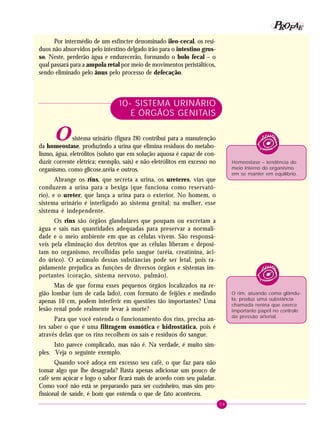 59
PPPPP EEEEEAAAAARRRRROOOOOFFFFF
Por intermédio de um esfíncter denominado ileo-cecal, os resí-
duos não absorvidos pelo intestino delgado irão para o intestino gros-
so. Neste, perderão água e endurecerão, formando o bolo fecal – o
qual passará para a ampola retal por meio de movimentos peristálticos,
sendo eliminado pelo ânus pelo processo de defecação.
10- SISTEMA URINÁRIO
E ÓRGÃOS GENITAIS
Osistema urinário (figura 28) contribui para a manutenção
da homeostase, produzindo a urina que elimina resíduos do metabo-
lismo, água, eletrólitos (soluto que em solução aquosa é capaz de con-
duzir corrente elétrica; exemplo, sais) e não-eletrólitos em excesso no
organismo, como glicose,uréia e outros.
Abrange os rins, que secreta a urina, os ureteres, vias que
conduzem a urina para a bexiga (que funciona como reservató-
rio), e o ureter, que lança a urina para o exterior. No homem, o
sistema urinário é interligado ao sistema genital; na mulher, esse
sistema é independente.
Os rins são órgãos glandulares que poupam ou excretam a
água e sais nas quantidades adequadas para preservar a normali-
dade e o meio ambiente em que as células vivem. São responsá-
veis pela eliminação dos detritos que as células liberam e deposi-
tam no organismo, recolhidas pelo sangue (uréia, creatinina, áci-
do úrico). O acúmulo dessas substâncias pode ser letal, pois ra-
pidamente prejudica as funções de diversos órgãos e sistemas im-
portantes (coração, sistema nervoso, pulmão).
Mas de que forma esses pequenos órgãos localizados na re-
gião lombar (um de cada lado), com formato de feijões e medindo
apenas 10 cm, podem interferir em questões tão importantes? Uma
lesão renal pode realmente levar à morte?
Para que você entenda o funcionamento dos rins, precisa an-
tes saber o que é uma filtragem osmótica e hidrostática, pois é
através delas que os rins recolhem os sais e resíduos do sangue.
Isto parece complicado, mas não é. Na verdade, é muito sim-
ples. Veja o seguinte exemplo.
Quando você adoça em excesso seu café, o que faz para não
tomar algo que lhe desagrada? Basta apenas adicionar um pouco de
café sem açúcar e logo o sabor ficará mais de acordo com seu paladar.
Como você não está se preparando para ser cozinheiro, mas sim pro-
fissional de saúde, é bom que entenda o que de fato aconteceu.
Homeostase – tendência do
meio interno do organismo
em se manter em equilíbrio.
O rim, atuando como glându-
la, produz uma substância
chamada renina que exerce
importante papel no controle
da pressão arterial.
 