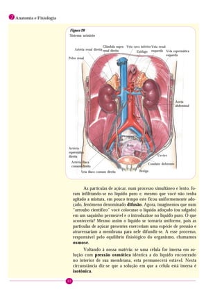 60
1 Anatomia e Fisiologia
As partículas de açúcar, num processo simultâneo e lento, fo-
ram infiltrando-se no líquido puro e, mesmo que você não tenha
agitado a mistura, em pouco tempo este ficou uniformemente ado-
çado, fenômeno denominado difusão. Agora, imaginemos que num
“arroubo científico” você colocasse o líquido adoçado (ou salgado)
em um saquinho permeável e o introduzisse no líquido puro. O que
aconteceria? Mesmo assim o líquido se tornaria uniforme, pois as
partículas de açúcar presentes exerceriam uma espécie de pressão e
atravessariam a membrana para nele difundir-se. A esse processo,
responsável pelo equilíbrio fisiológico do organismo, chamamos
osmose.
Voltando à nossa matéria: se uma célula for imersa em so-
lução com pressão osmótica idêntica a do líquido encontrado
no interior de sua membrana, esta permanecerá estável. Nesta
circunstância diz-se que a solução em que a célula está imersa é
isotônica.
Artéria renal direita
Pelve renal
Glândula supra-
renal direita
Veia cava inferior
Esôfago
Veia renal
esquerda Veia espermática
esquerda
Aorta
abdominal
Ureter
Conduto deferente
Reto
Bexiga
Artéria
espermática
direita
Artéria ilíaca
comum direita
Veia ilíaca comum direita
Figura 28
Sistema urinário
 