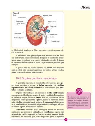 63
PPPPP EEEEEAAAAARRRRROOOOOFFFFF
to. Abaixo dele localizam-se feixes musculares estriados para a mic-
ção voluntária.
A ineficiência renal, por qualquer fator traumático ou por doen-
ças, pode levar à perda desnecessária de água e de substâncias impor-
tantes para o organismo, bem como à eliminação excessiva de água e
de elementos indispensáveis ao nosso corpo, como as proteínas, por
exemplo.
A porção final do sistema urinário é a uretra, tubo muscular
curto e estéril (não tem microrganismo) por onde a urina é expelida
para o exterior através do meato urinário.
10.2 Órgãos genitais masculinos
A genitália masculina é constituída externamente pelo pê-
nis (que contém a uretra), a bolsa escrotal, os cordões
espermáticos e os canais deferentes; e internamente pela prós-
tata e vesículas seminais.
O pênis é formado por três colunas de tecido erétil vascular
reunidas por tecido fibroso, capazes de sofrer considerável aumento ao
se encher de sangue durante a ereção. Em sua extremidade, há um
alargamento cônico que constitui a glande, dotada de numerosas e dimi-
nutas glândulas responsáveis pela produção de esmegma (substância que
serve para lubrificar a uretra distal). O prepúcio é formado pela pele que,
recobrindo o pênis, dobra-se sobre si mesma.
O escroto é uma bolsa frouxa e enrugada, dividida em dois com-
partimentos que contêm os testículos, os epidídimos e a parte mais
proximal dos cordões espermáticos. Sua função não é apenas a simples
sustentação dos testículos, pois exerce importante papel na regulação
Figura 30
Rim
É extremamente importante a
retração do prepúcio para a
higiene da criança e do adul-
to. O acúmulo de esmegma,
além de produzir mau cheiro,
pode causar processos infec-
ciosos.
Coluna renal
Papila renal
Cápsula fibrosa
Pelve renal
Tecido adiposo
Pirâmide renal
Pirâmide renal
Artéria renal
Veia renal
Cálice renal
Ureter
 