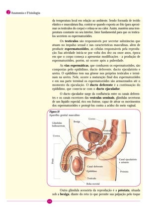 64
1 Anatomia e Fisiologia
da temperatura local em relação ao ambiente. Sendo formada de tecido
elástico e musculatura lisa, contrai-se quando exposta ao frio (para aproxi-
mar os testículos do corpo) e relaxa-se no calor. Assim, mantém uma tem-
peratura constante no seu interior, fator fundamental para que os testícu-
los secretem os espermatozóides.
Os testículos são responsáveis por secretar substâncias que
atuam no impulso sexual e nas características masculinas, além de
produzir espermatozóides, as células responsáveis pela reprodu-
ção Sua atividade inicia-se por volta dos dez ou onze anos, época
em que o corpo começa a apresentar modificações - a produção de
espermatozóides, porém, só ocorre após a puberdade.
As vias espermáticas, que conduzem os espermatozóides, são
compostas pelo epidídimo, ducto deferente, ducto ejaculatório e
uretra. O epididímo tem sua gênese nos próprios testículos e termi-
nam na uretra. Nele, ocorre a maturação final dos espermatozóides
e em sua parte terminal os espermatozóides são armazenados até o
momento da ejaculação. O ducto deferente é a continuação do
epidídimo, que conecta-se com o ducto ejaculador.
O ducto ejaculador surge da confluência entre os canais deferen-
tes e os canais excretores das vesículas seminais, glândulas secretoras
de um líquido especial, rico em frutose, capaz de ativar os movimentos
dos espermatozóides e protegê-los contra a acidez do meio vaginal.
Bexiga
Ureter
Glândulas
bulbouretrais
Vesícula
seminal Intestino
Uretra
Canal deferente
Epidídimo
Canal ejaculatório
e urinário
Pênis
Próstata
Testículo
Bolsa escrotal
Outra glândula acessória da reprodução é a próstata, situada
sob a bexiga, diante do reto (o que permite sua palpação pelo toque
Figura 31
Aparelho genital masculino
 