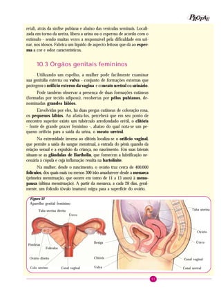 65
PPPPP EEEEEAAAAARRRRROOOOOFFFFF
retal), atrás da sínfise pubiana e abaixo das vesículas seminais. Locali-
zada em torno da uretra, libera a urina ou o esperma de acordo com o
estímulo - sendo muitas vezes a responsável pela dificuldade em uri-
nar, nos idosos. Fabrica um líquido de aspecto leitoso que dá ao esper-
ma a cor e odor característicos.
10.3 Órgãos genitais femininos
Utilizando um espelho, a mulher pode facilmente examinar
sua genitália externa ou vulva - conjunto de formações externas que
protegem o orifício externo da vagina e o meato uretral ou urinário.
Pode também observar a presença de duas formações cutâneas
(formadas por tecido adiposo), recobertas por pêlos pubianos, de-
nominadas grandes lábios.
Envolvidas por eles, há duas pregas cutâneas de coloração rosa,
os pequenos lábios. Ao afasta-los, perceberá que em seu ponto de
encontro superior existe um tubérculo arredondado erétil, o clitóris
- fonte de grande prazer feminino -, abaixo do qual nota-se um pe-
queno orifício para a saída da urina, o meato uretral.
Na extremidade inversa ao clitóris localiza-se o orifício vaginal,
que permite a saída do sangue menstrual, a entrada do pênis quando da
relação sexual e a expulsão da criança, no nascimento. Em suas laterais
situam-se as glândulas de Bartholin, que fornecem a lubrificação ne-
cessária à cópula e cuja inflamação resulta na bartolinite.
Na mulher, desde o nascimento, o ovário traz cerca de 400.000
folículos, dos quais mais ou menos 300 irão amadurecer desde a menarca
(primeira menstruação, que ocorre em torno de 11 a 13 anos) à meno-
pausa (última menstruação). A partir da menarca, a cada 28 dias, geral-
mente, um folículo (óvulo imaturo) migra para a superfície do ovário.
Tuba uterina
Ovário
Útero
Canal vaginal
VulvaColo uterino
Clitóris
Tuba uterina direita
Útero
Canal vaginal
Ovário direito
Folículos
Fímbrias
Bexiga
Canal uretral
Figura 32
Aparelho genital feminino
 