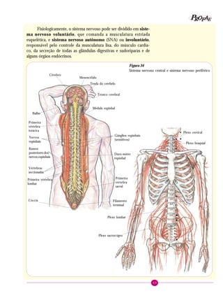 69
PPPPP EEEEEAAAAARRRRROOOOOFFFFF
Fisiologicamente, o sistema nervoso pode ser dividido em siste-
ma nervoso voluntário, que comanda a musculatura estriada
esquelética, e sistema nervoso autônomo (SNA) ou involuntário,
responsável pelo controle da musculatura lisa, do músculo cardía-
co, da secreção de todas as glândulas digestivas e sudoríparas e de
alguns órgãos endócrinos.
C4
C5
C6
C7
T1
T10
T11
T12
L1
L2
L3
L4
S1
S2
S3
S4
S5
C1
Plexo cervical
Plexo braquial
Plexo lombar
Plexo sacroccígeo
Filamento
terminal
Mesencéfalo
Tenda do cerebelo
Cérebro
Tronco cerebral
Bulbo
Primeira
vértebra
torácica
Medula espinhal
Nervos
espinhais
Gânglios espinhais
(sensitivos)
Dura-máter
espinhal
Ramos
posteriores dos
nervos espinhais
Vértebras
seccionadas
Primeira vértebra
lombar
Primeira
vértebra
sacral
Cóccix
Figura 34
Sistema nervoso central e sistema nervoso periférico
 