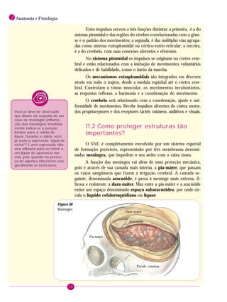 72
1 Anatomia e Fisiologia
Estes impulsos servem a três funções distintas: a primeira, é a do
sistema piramidal e das regiões do cérebro correlacionadas com a gêne-
se e o padrão dos movimentos; a segunda, é das múltiplas vias agrupa-
das como sistema extrapiramidal ou córtico-estrio-reticular; a terceira,
é a do cerebelo, com suas conexões aferentes e eferentes.
No sistema piramidal os impulsos se originam no córtex cere-
bral e estão relacionados com a iniciação de movimentos voluntários
delicados e de habilidade, como o início da marcha.
Os mecanismos extrapiramidais são integrados em diversos
níveis em todo o trajeto, desde a medula espinhal até o córtex cere-
bral. Controlam o tônus muscular, os movimentos involuntários,
as respostas reflexas, a harmonia e a coordenação do movimento.
O cerebelo está relacionado com a coordenação, ajuste e uni-
formidade de movimentos. Recebe impulsos aferentes do córtex motor,
dos proprioceptores e dos receptores tácteis cutâneos, auditivos e visuais.
11.2 Como proteger estruturas tão
importantes?
O SNC é completamente envolvido por um sistema especial
de formação protetora, representado por três membranas denomi-
nadas meninges, que impedem o seu atrito com a caixa óssea.
A função das meninges vai além de uma proteção mecânica,
pois é através de sua camada mais interna, a pia-máter, que passam
os vasos sangüíneos que fazem a irrigação cerebral. A camada se-
guinte, denominada aracnóide, é presa à meninge mais externa, fi-
brosa e resistente: a dura-máter. Mas entre a pia-máter e a aracnóide
existe um espaço denominado espaço subaracnóideo, por onde cir-
cula o líquido cefalorraquidiano ou líquor.
Dura-máter
Aracnóide
Pia-máter
Parede craniana
Você já deve ter observado
que diante da suspeita de um
caso de meningite (inflama-
ção das meninges) imediata-
mente indica-se a punção
lombar para a coleta de
líquor. Durante a coleta, você
já ouviu a expressão “água de
rocha”? É uma expressão clás-
sica utilizada para se referir a
um líquor de aparência nor-
mal, pois quando há presen-
ça de agentes infecciosos este
geralmente se torna turvo.
Figura 36
Meninges
 