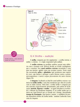 78
1 Anatomia e Fisiologia
12.4 Orelha – audição
A orelha, composta por três seguimentos - a orelha externa, a
média e a interna - é o órgão responsável pela audição.
A orelha externa ou pavilhão auditivo possui uma saliên-
cia com o formato oval, flexível devido ao tecido cartilaginoso
que a constitui. Seu canal auditivo externo encaminha o som
para seu interior, agindo como um receptor sonoro. Neste canal
são encontrados pêlos e glândulas (que produzem uma espécie
de cera), cuja função é proteger a parte interna contra a poeira,
microrganismos e outros corpos provenientes do meio externo
(figura 42).
O tímpano, localizado ao final do canal auditivo externo e no
início da orelha média, é uma fina membrana que vibra de acordo
com as ondas sonoras. Além dele, a orelha média é composta por
três ossículos respectivamente denominados, pela ordem de locali-
zação, martelo, bigorna e estribo – os quais articulam-se receben-
do a vibração da membrana timpânica. É na orelha média que se
inicia um canal flexível que se estende até a faringe, denominado
trompa de Eustáquio, cuja função é manter o equilíbrio da pres-
são atmosférica dentro da orelha média - também conhecida como
caixa do tímpano.
Cavidade
bucal
Mucosa olfativa
Corneto médio
Cavidade nasal
direita
Corneto inferior
Palato duro
Corneto superior
Corneto médio
Figura 41
Órgão do olfato
Orelha interna - nova denomi-
nação de ouvido.
 