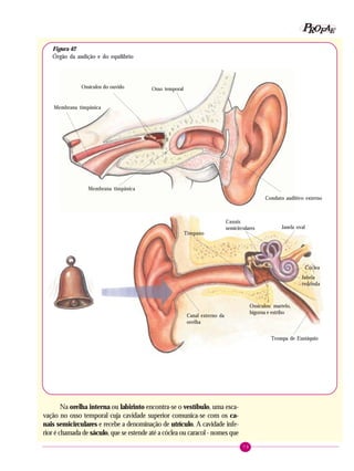 79
PPPPP EEEEEAAAAARRRRROOOOOFFFFF
Na orelha interna ou labirinto encontra-se o vestíbulo, uma esca-
vação no osso temporal cuja cavidade superior comunica-se com os ca-
nais semicirculares e recebe a denominação de utrículo. A cavidade infe-
rior é chamada de sáculo, que se estende até a cóclea ou caracol - nomes que
Conduto auditivo externo
Membrana timpânica
Ossículos do ouvido Osso temporal
Janela oval
Canal externo da
orelha
Tímpano
Cóclea
Canais
semicirculares
Ossículos: martelo,
bigorna e estribo
Janela
redonda
Membrana timpânica
Trompa de Eustáquio
Figura 42
Órgão da audição e do equilíbrio
 